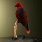 Edelpapegaai Taxidermie Opgezette Dieren By Max