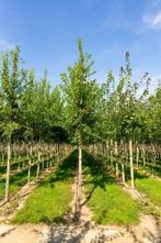 Acer tataricum subsp. ginnala hoogstam