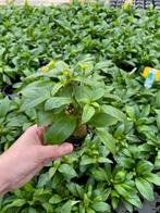 Nomaphila Siamensis (Aquariumplanten, Aquarium producten), Dieren en Toebehoren, Verzenden, Nieuw, Plant(en), Steen of Hout