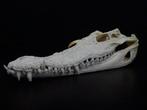 Siamese Crocodile Schedel - Crocodylus siamensis - 0 cm - 0, Nieuw