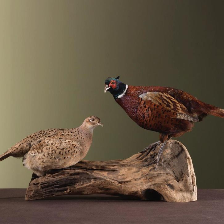 Fazant Koppel Taxidermie Opgezette Dieren By Max, Verzamelen, Dierenverzamelingen, Opgezet dier, Nieuw, Vogel, Ophalen of Verzenden