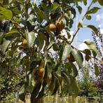 Perenboom - Pyrus Conference - Omtrek: 6-10 cm | Halfstam, Tuin en Terras, Planten | Bomen, Ophalen of Verzenden