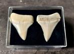 Witte haai Set tanden - Carcharodon carcharias - 36.4 mm -, Verzamelen, Dierenverzamelingen, Nieuw