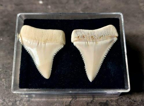 Witte haai Set tanden - Carcharodon carcharias - 36.4 mm -, Verzamelen, Dierenverzamelingen