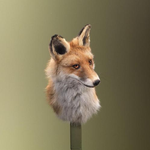 Vos Taxidermie Opgezette Dieren By Max, Verzamelen, Dierenverzamelingen, Opgezet dier, Nieuw, Wild dier, Ophalen of Verzenden