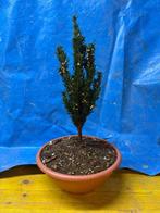 Conifeer bonsai (Taxus) - Hoogte (boom): 32 cm - Diepte