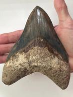 Enorme Megalodon tand 15,0 cm - Fossiele tand - Carcharocles