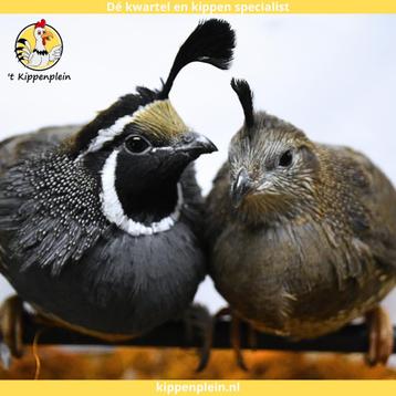 Calafornische Kuifkwartels - Koppels te Koop - Veel Keus beschikbaar voor biedingen