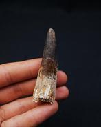 Spinosaurus - Fossiele tand - Spinosaurus aegyptiacus raro, Verzamelen, Mineralen en Fossielen