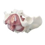 Anatomie model bekken en bekkenbodemspieren, vrouw, Verzenden, Nieuw