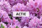 ACTIE! 100 Rhododendrons maat 20-30cm voor €320!, Overige soorten, Eenjarig, Ophalen of Verzenden, Halfschaduw