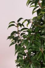 Portugese laurier /prunus lusitanica alle maten, Tuin en Terras, Ophalen of Verzenden, Laurier, Haag, 100 tot 250 cm