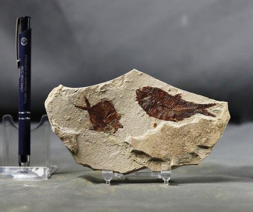 Fijn fossiele vis natuurlijk meervoud - Goed contrast - Goed, Verzamelen, Mineralen en Fossielen