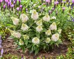 Buddleia Little Rockstars White (wit, Vlinderstruik) (wit), Ophalen of Verzenden, Vaste plant, Siergrassen, Halfschaduw