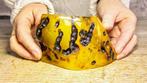 Steen- Specimen - Baltisch amber gepolijst - Barnsteen -