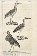 Georges-Louis Leclerc de Buffon (1707 - 1788) - Set of 6, Nieuw