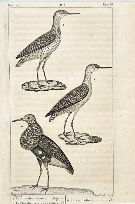 Georges-Louis Leclerc de Buffon (1707 - 1788) - Set of 6, Verzamelen, Dierenverzamelingen
