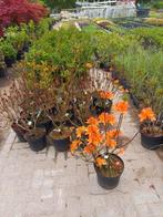 Rhododendron lut. I.s. Azalea, Tuin en Terras, Planten | Bomen, Ophalen