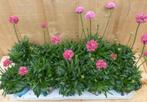 Engels gras 10 potjes per tray kleur rozen/wit, Tuin en Terras, Verzenden