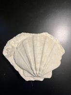 Pecten Flabelliformis - Gefossiliseerd dier - 20 cm - 16 cm