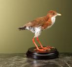 Roodbonte Dwergral Taxidermie Opgezette Dieren By Max, Ophalen of Verzenden, Nieuw, Vogel, Opgezet dier