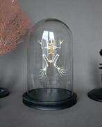 Kikker Taxidermie volledige montage - FEJERVARYA limnocharis, Verzamelen, Nieuw