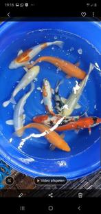 Japanse Koi, goudvis, steur, windes bij Koi en Vijverbouw, Dieren en Toebehoren, Vissen | Vijvervissen, Karper of Koi