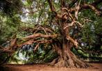 Oude olijfboom fotobehang - vlies behang boom OOK OP MAAT, Bos, natuur, realistisch,, 10 tot 25 m², Verzenden