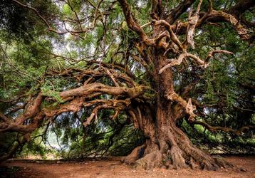 Oude olijfboom fotobehang - vlies behang boom OOK OP MAAT