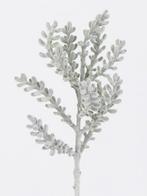 Santolina Tak Grijsgroen Kort 34 cm, Huis en Inrichting, Ophalen of Verzenden, Nieuw