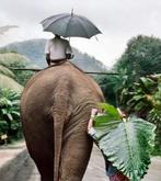 Steve McCurry (1950) - Man walks behind an elephant carrying