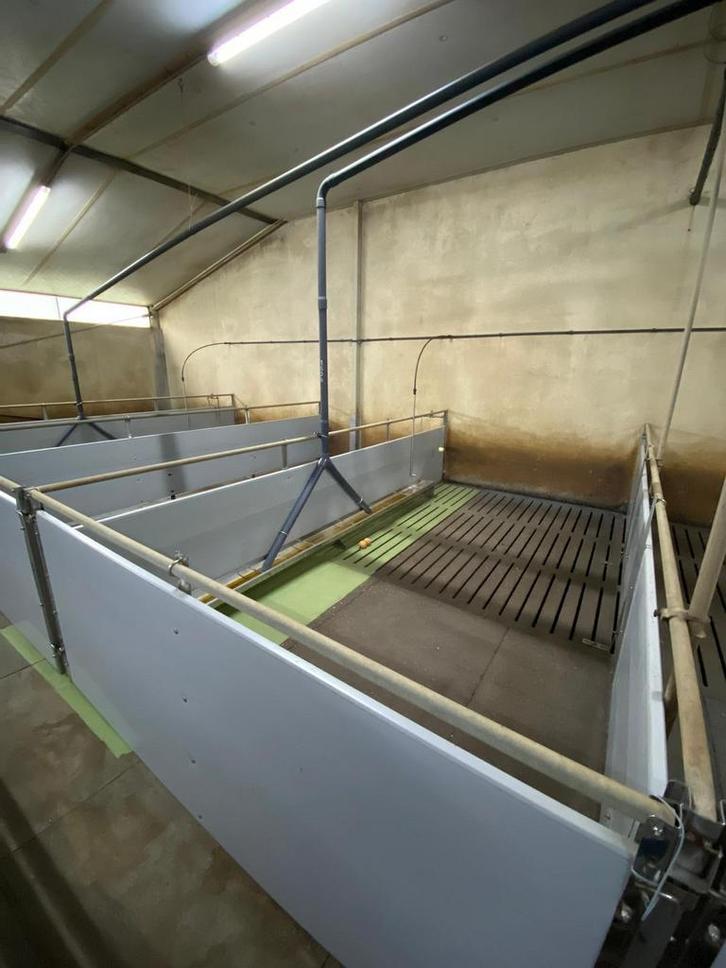 Vleesvarkenshokken, Dieren en Toebehoren, Stalling en Weidegang, Stalling