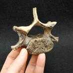 Baby grotbeer - Fossiel wervelbot - Ursus spelaeus (Zonder, Verzamelen, Mineralen en Fossielen