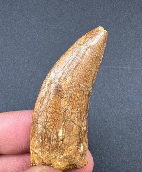 Dinosaurus - Fossiele tand - Carcharodontosaurus - 6.5 cm, Verzamelen, Mineralen en Fossielen