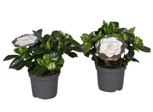 2 Gardenia Jasminoides Kaapse Jasmijn, Huis en Inrichting, Kamerplanten, Verzenden