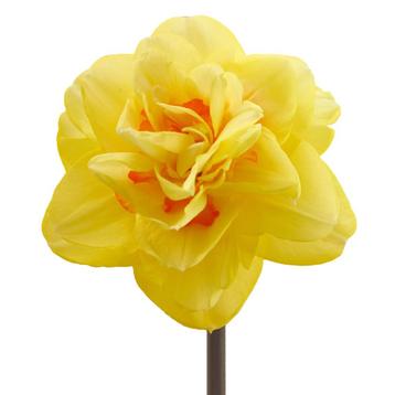 Bloembollen - 40 x Narcis Yellow Paradise - geel beschikbaar voor biedingen