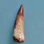 Dinosaurus - Fossiele tand - Spinosaurus aegyptiacus - 58 mm, Verzamelen