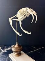 Slang Schedel van een reptiel - Bitis gabonica REPLICA - 29