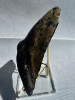Megalodon - Fossiele tand - Carcharocles megalodon - 12.6 cm, Verzamelen, Mineralen en Fossielen