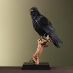 Raaf Taxidermie Opgezette Dieren By Max, Verzamelen, Ophalen of Verzenden, Nieuw, Vogel, Opgezet dier