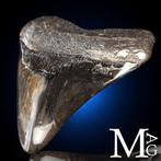 Vondel Megalodon-tand – Mioceen – Pliocene (ongeveer 23 –