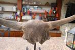 Bizon - Fossiele schedel - Bison Priscus - 33 cm - 105 cm