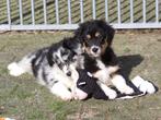 Nova scotia duck tolling retriever x border collie pups, Dieren en Toebehoren, Honden | Retrievers, Spaniëls en Waterhonden, Nederland