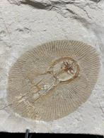 Vis - Fossiel skelet - Cyclobatis - 20 cm - 24 cm, Verzamelen, Mineralen en Fossielen