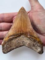 Megalodon tand 11,0 cm - Fossiele tand - Carcharocles, Verzamelen, Mineralen en Fossielen