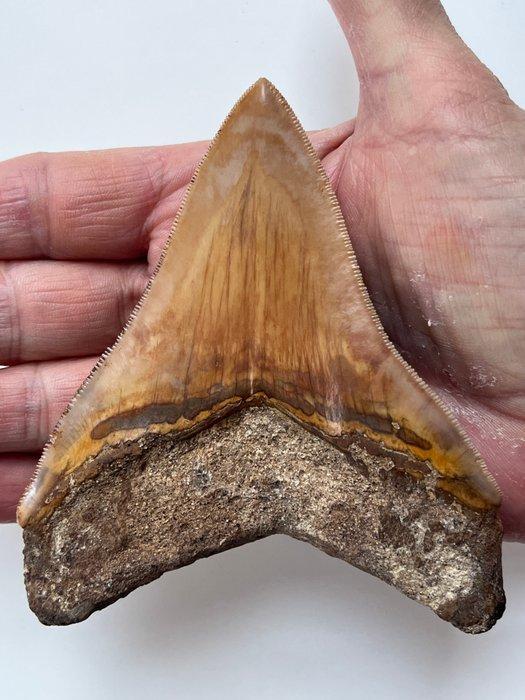 Megalodon tand 11,0 cm - Fossiele tand - Carcharocles, Verzamelen, Mineralen en Fossielen