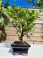 ilex bonsai (japanse hulst) - Hoogte (boom): 23 cm - Diepte, Antiek en Kunst