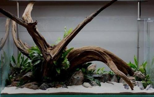 Fine sinking wood 35-50cm  - Aquarium decoratie mangrove hou, Dieren en Toebehoren, Vissen | Aquaria en Toebehoren, Plant(en), Steen of Hout
