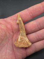 Fossiele rostrale stekel – Onchosaurus numidus Krijt -