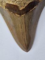 Megalodon - Fossiele tand - 8.5 cm, Verzamelen, Mineralen en Fossielen